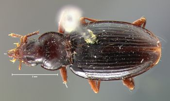 Media type: image;   Entomology 5561 Aspect: habitus dorsal view